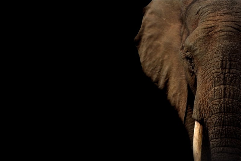 Elephants