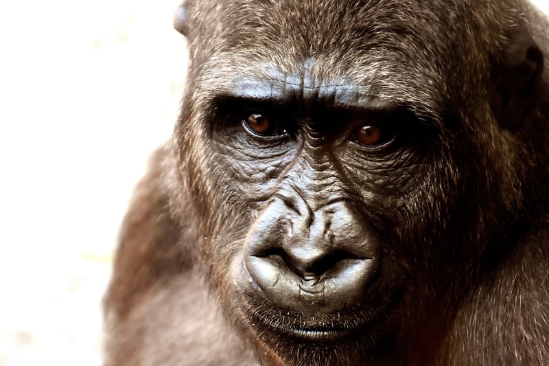 Congo Basin